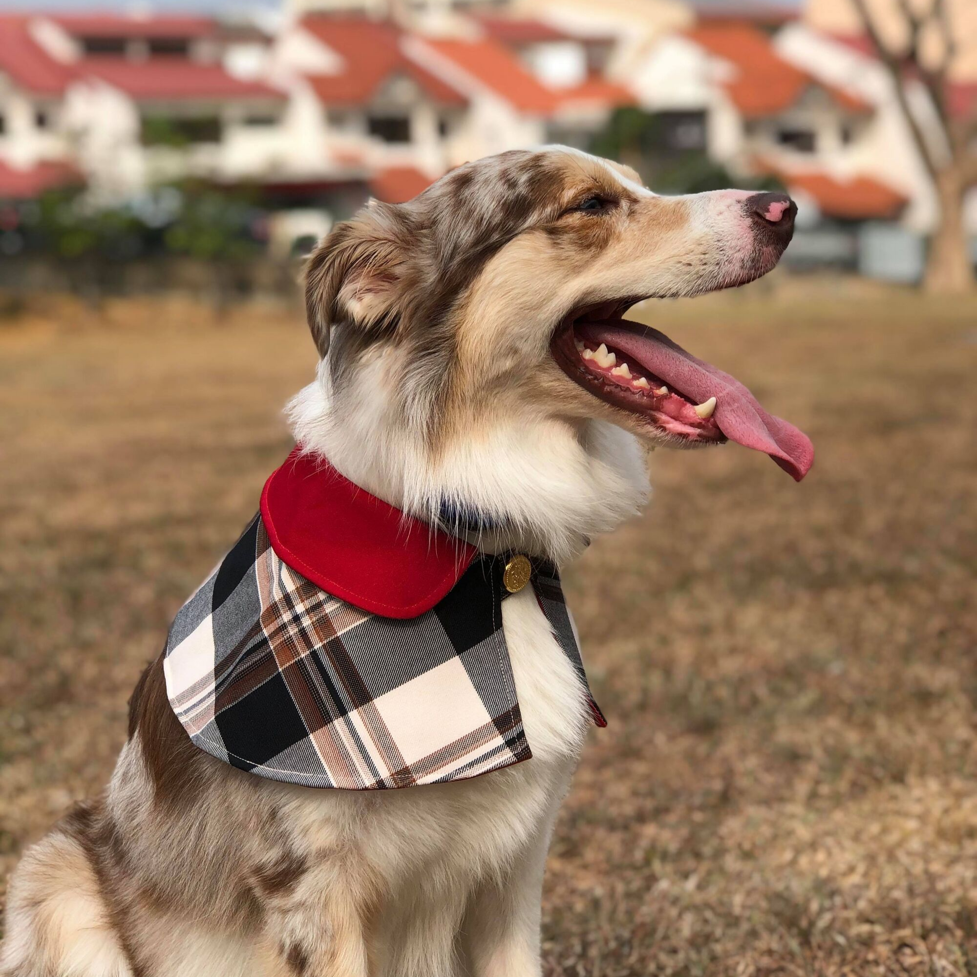 Accessories for Cats & Dogs | Capes - Burgundy Collar with Burberry  Inspired Tartan