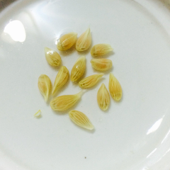 grow diary by WEEGrow WG-600 lemon seed