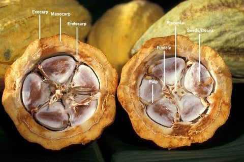 Anatomy of cocoa pod