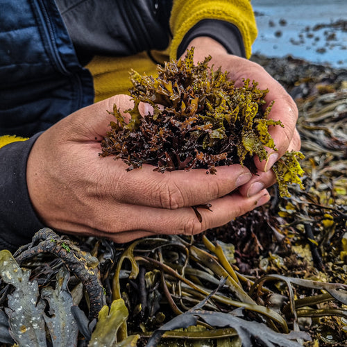 Caggageen Seaweed Isle of Barra - Isle of Barra Distillers Co. 