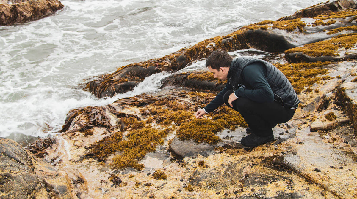 Carrageen Seaweed Isle of Barra - Isle of Barra Distillers Co. 