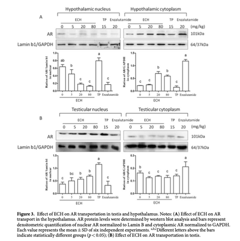 Effect of Supplemented Echinacoside on rats testis and hypothalamus