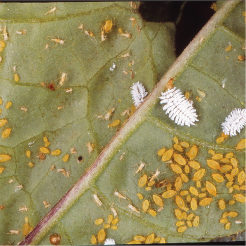 Mealybug nymphs 