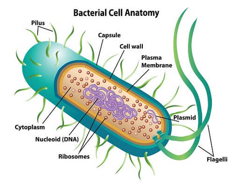 cell structure of bacteria (prokaryotes)