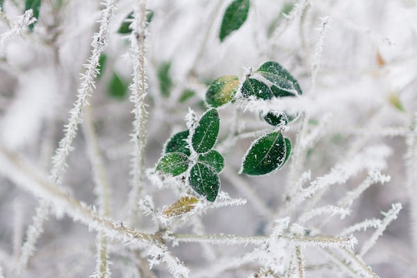 Best Practises for fertilizing house plants in the winter season.