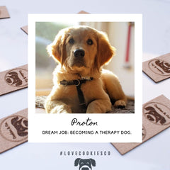 Cookies & Co. Dog Ambassador Proton the Golden Retriever puppy