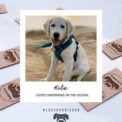 Cookies & Co. Dog Ambassador Kobe White Labrador Retriever
