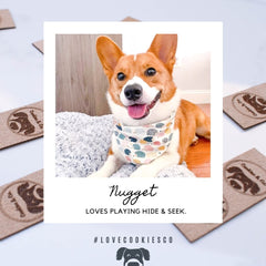 Cookies & Co. Dog Ambassador Nugget the Corgi