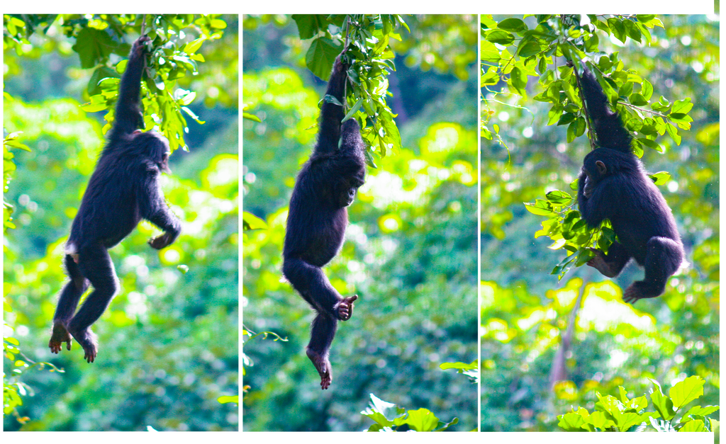 young chimpanzees swinging