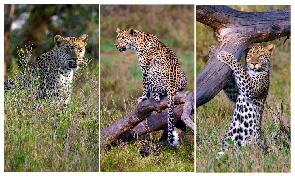 Wild leopards