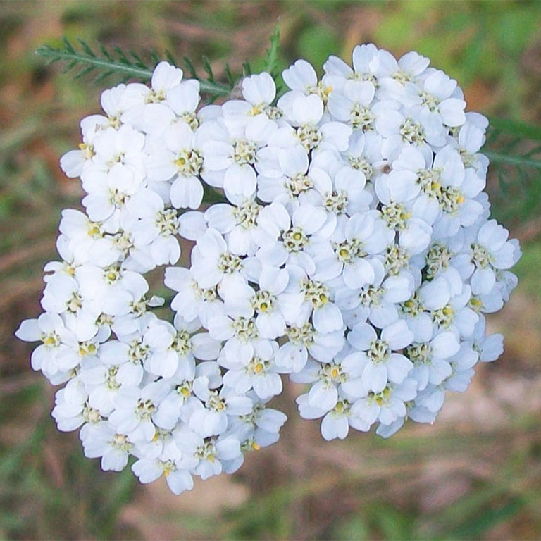 Achillea millefolium (Yarrow Flower) Fluid Extract 11