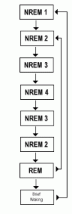 Scientists have found A way to Induce REM sleep which is an essential stage of sleep for our health