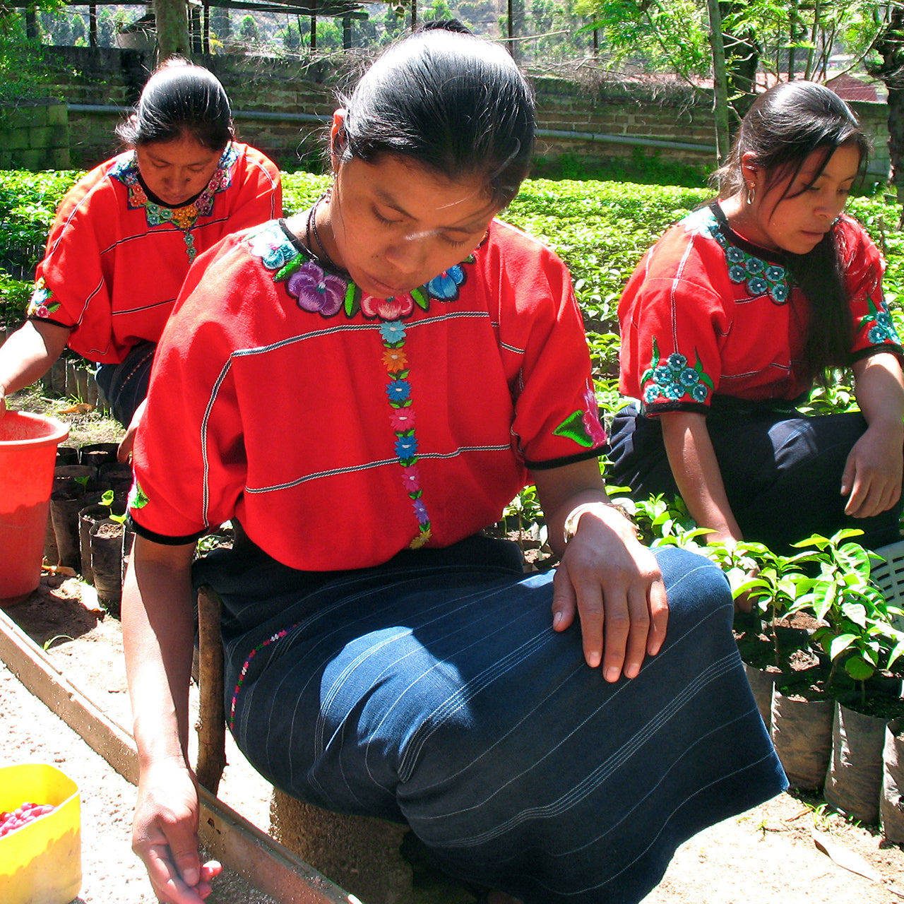 Frauen bei der Kaffeeernte in Guatemala