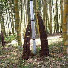 black moso bamboo growth rate