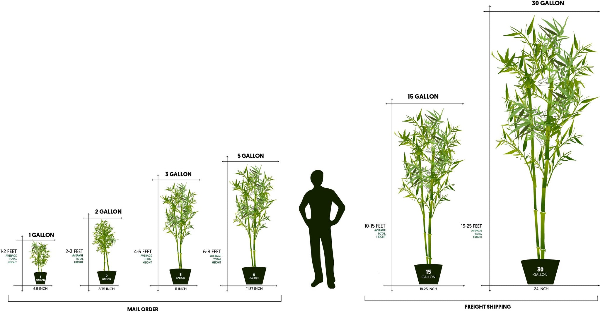 Bamboo Plant Sizes – Lewis Bamboo