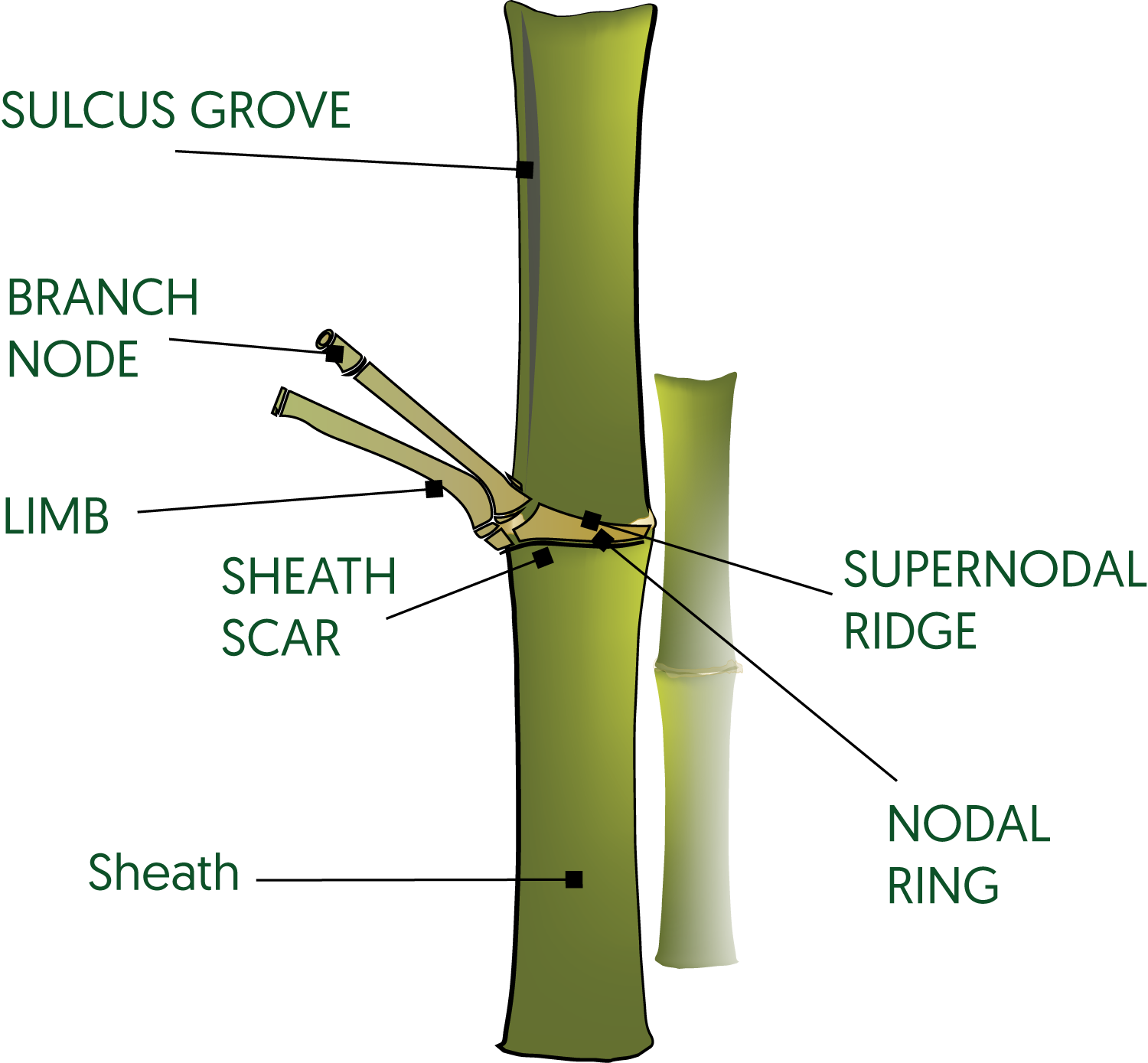Bamboo Culm Anatomy