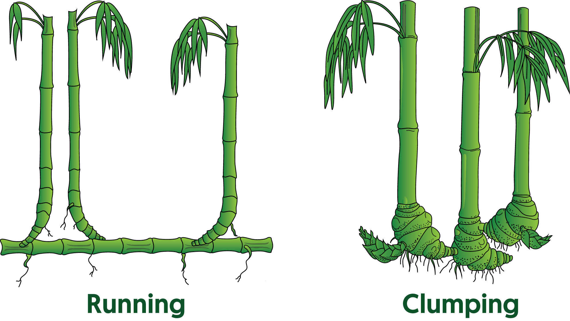 Clumping vs running bamboo rhizome system