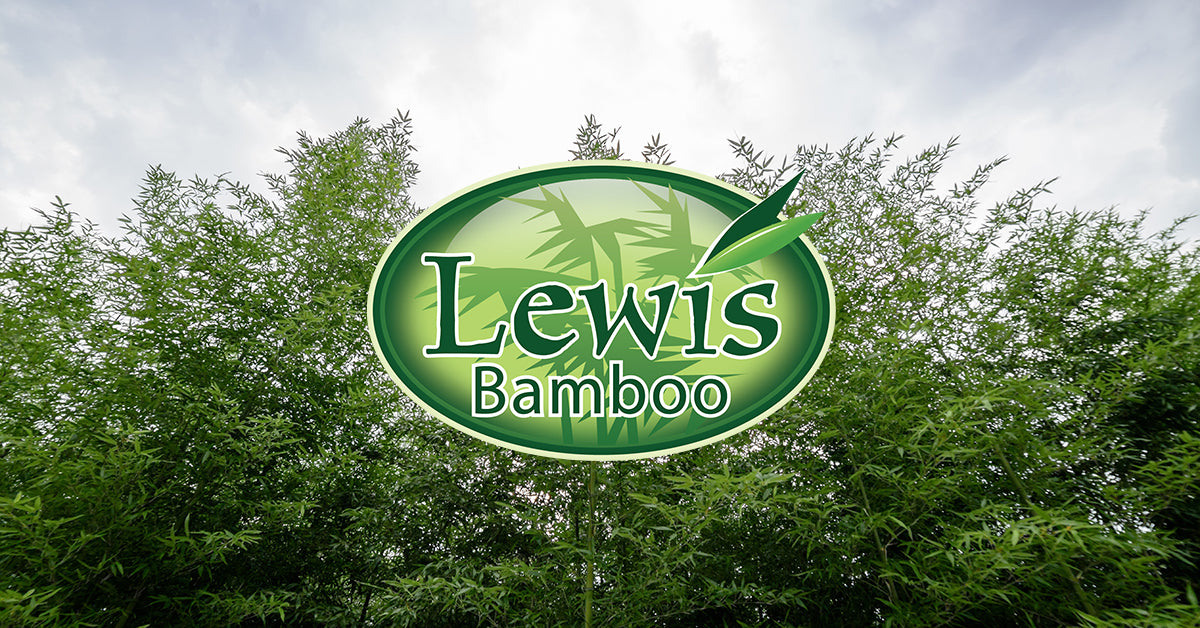 Lewis Bamboo
