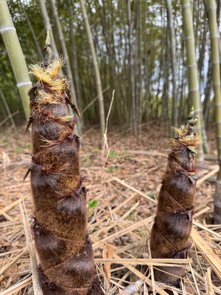 Multiple Moso shoots