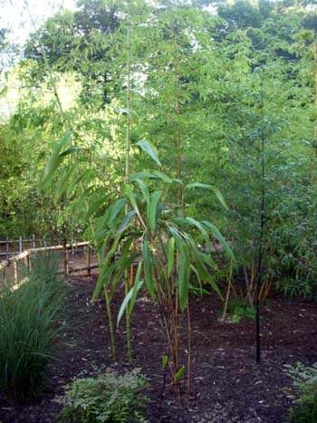 Bamboo at Turtle Back Zoo