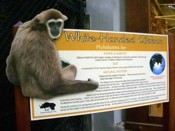 White-Handed Gibbon monkeys