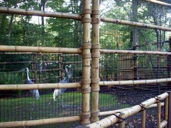 Cranes inside the bamboo fence