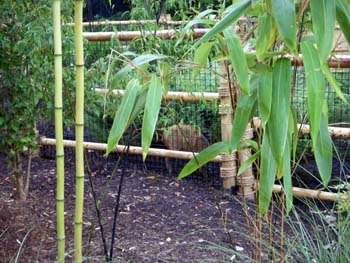 Bamboo habitat for Mutjacs
