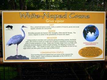 White-Naped Crane Sign