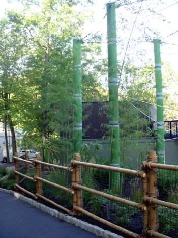 Giant bamboo in monkey exhibit