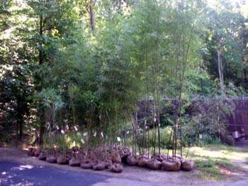 Wide variety of bamboo