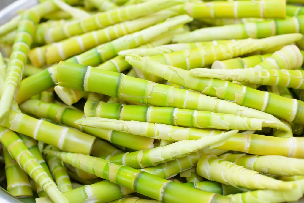 Freshly harvested & peeled bamboo shoots