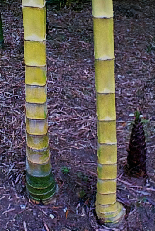 Close up of two squared canes in our groves