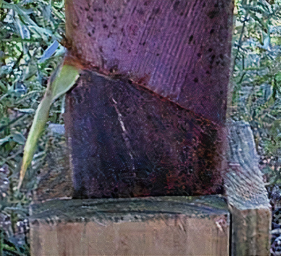 Square wooden box secured around fresh bamboo shoot - straight view