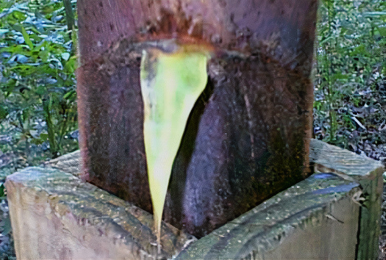 Square wooden box secured around fresh bamboo shoot - angled view