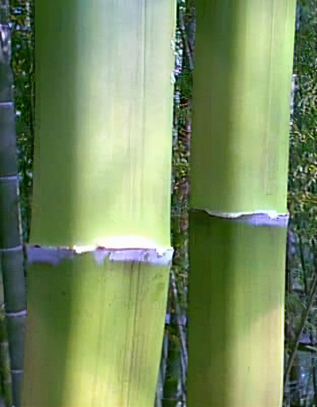 Square bamboo after culm sheath had been pealed away