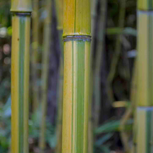 Golden Bamboo – Lewis Bamboo