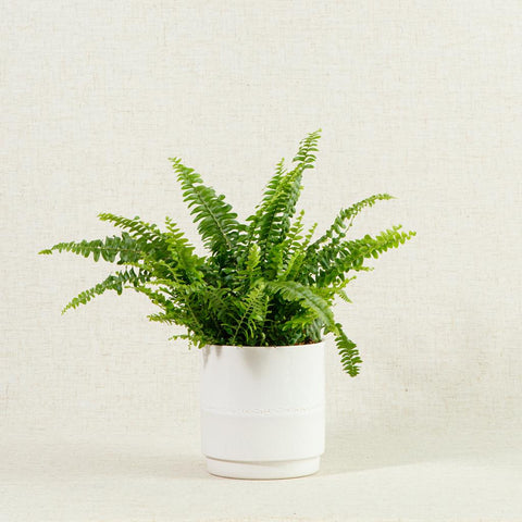 Fern plant in a small white cylindrical pot on a canvas background