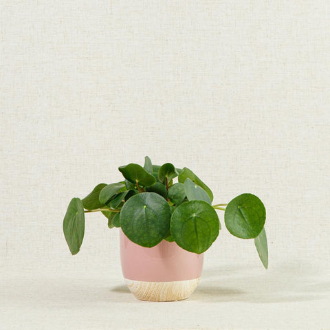 Chinese money plant in a pink coloured ceramic houseplant pot