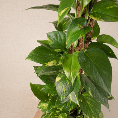 Close up of golden pothos plant