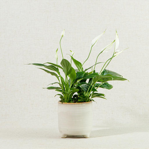 White peace lily with lush green leaves in a white circular pot