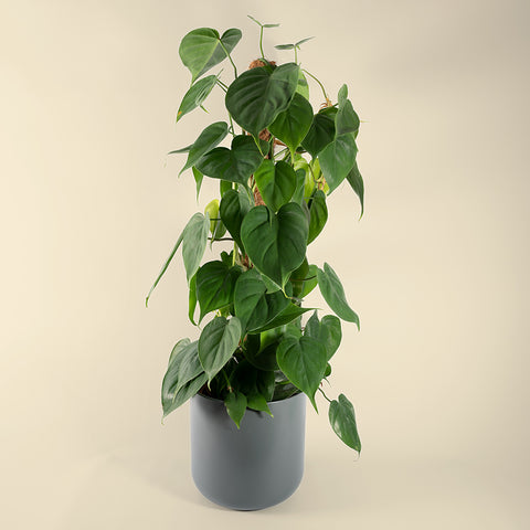 Philodendron Scadens 'Heart Leaf' 80cm in grey round pot on canvas background