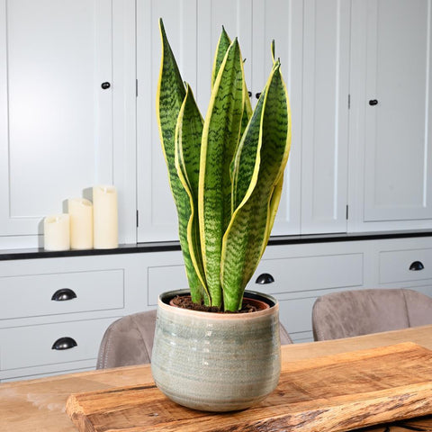 Snake plant in grey houseplant pot on a wooden table