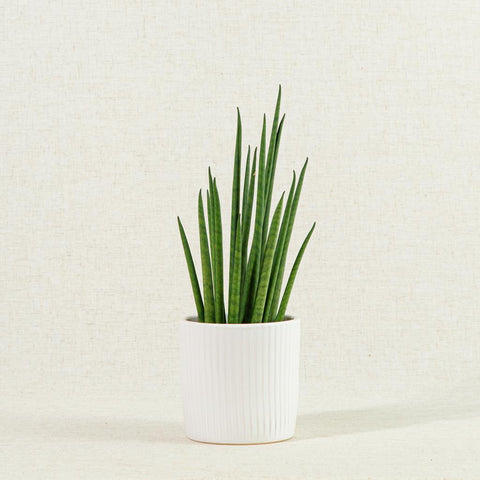 Snake plant Mikado in a white pot with a canvas background