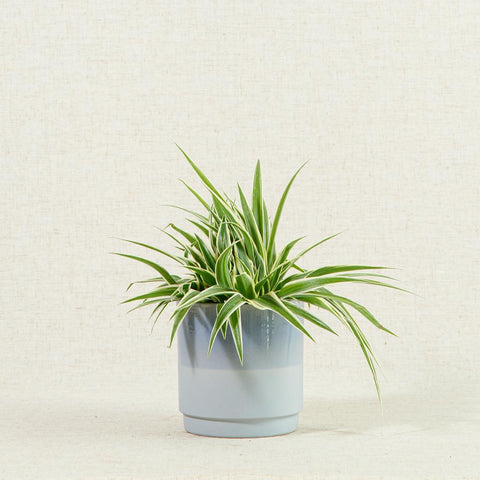 Spider plant in blue houseplant pot