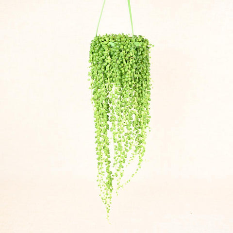 String of pearls hanging with a canvas background