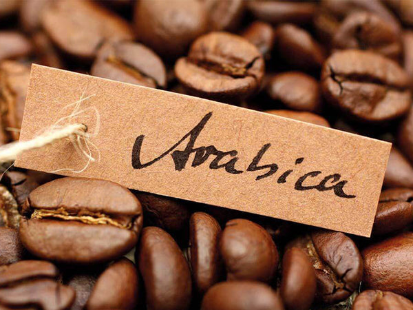 Coffee Arabica is one of the most popular drink in the world