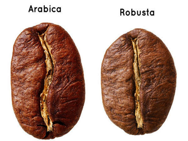 Shapes of Arabica beans and Robusta beans are different