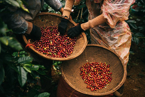 Vietnamese-coffee