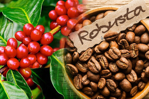 Robusta coffee is Vietnam’s main export coffee variety