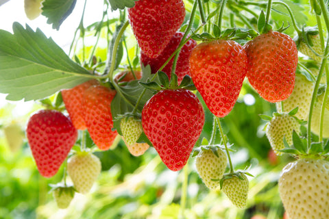 OZARK BEAUTY STRAWBERRY PLANT